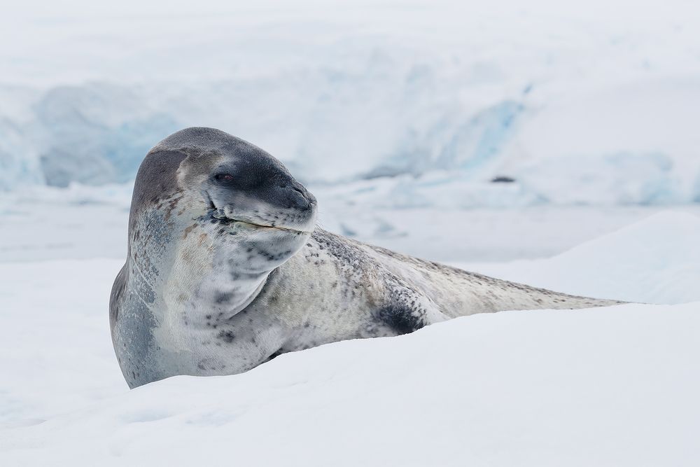 Leopard-seal-on-ice-flo_A3I8860-Stoney-Point,-Paradise-Bay,-Antarctica.jpg