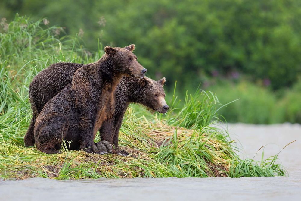 Coastal-brown-bears-overlooking-the-river_B8R2306-Geographic-Harbour,-Katmai-NP,-Alaska.jpg