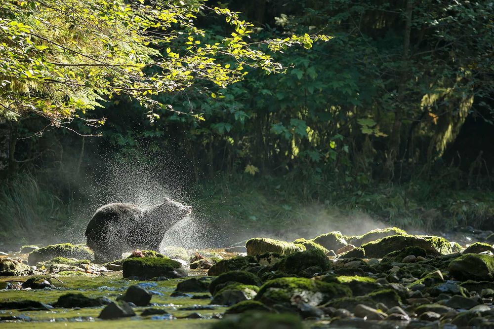 Black-bear-shaking-off-water-backlit_E7T5325-Gribbell-Island,-British-Columbia,-Canada.jpg