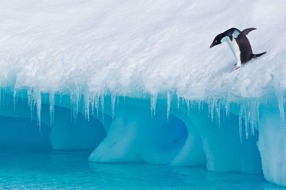 Adelie-Penguin-ready-to-jump-in-cold-water_E7T1743-Detaille-lsland,-Antarctica.jpg