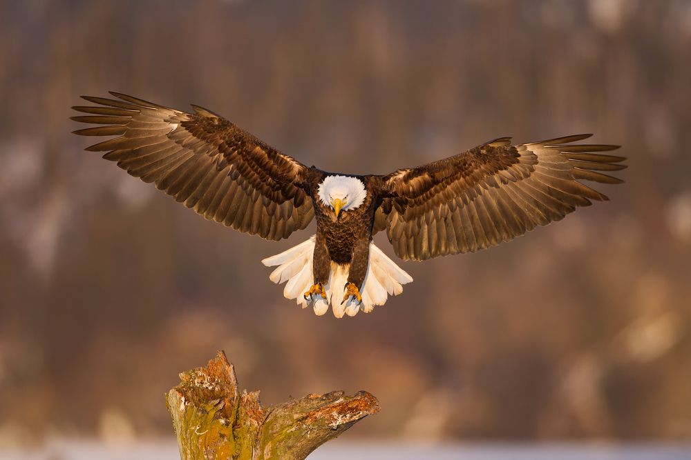 Bald-eagle-landing-on-T-perch-in-late-light_M7E6851-Kachemak-Bay,-Homer,-AK.jpg