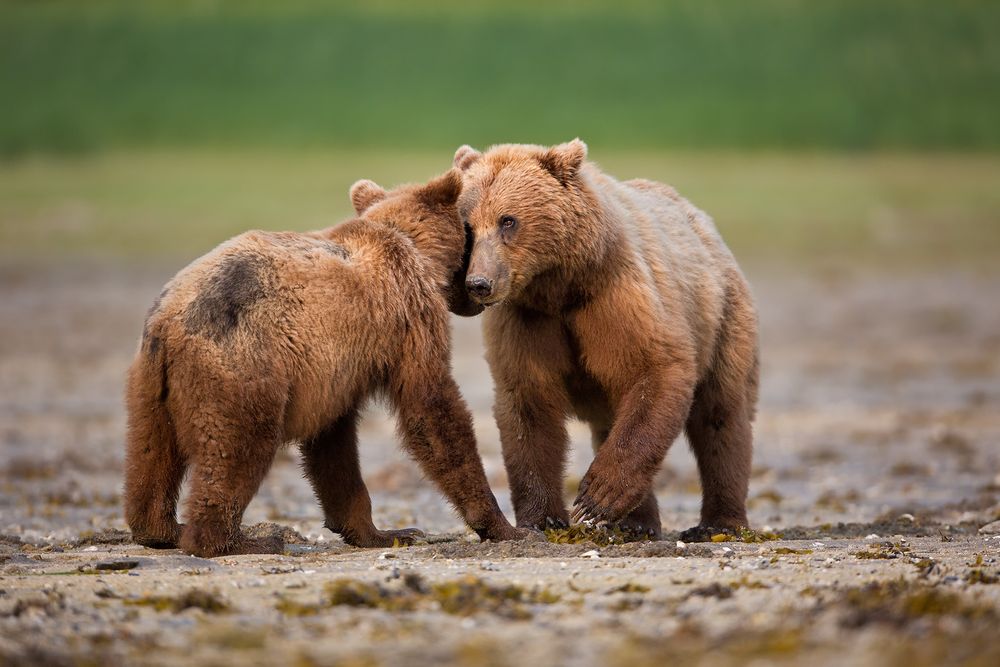 Coastal Brown Bear and cub in tender pose_W7C6659-Geographic Harbor, Katmai NP, AK.jpg