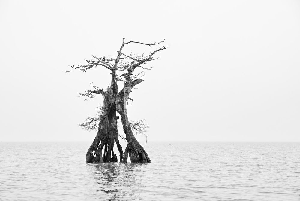 Dead cypress tree in the lake_B&W_E4A0303-Lake Fausse Point, Atchafalaya Basin, LA, USA.jpg