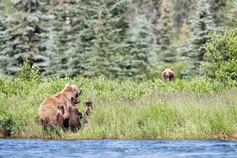 Coastal-brown-bears-and-cubs-looking-up-at-other-bear-II_A3I7276-Alagnak-River,-Katmai-National-Park-&-Preserve,-AK,-USA.jpg