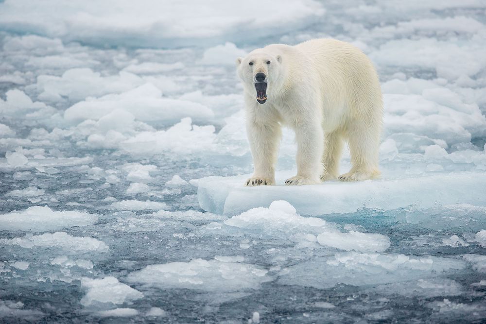 Polar-bear-on-sea-ice-yawning_B8R4821-Sea-ice-at-81-degree-North,-Svalbard,-Arctic.jpg