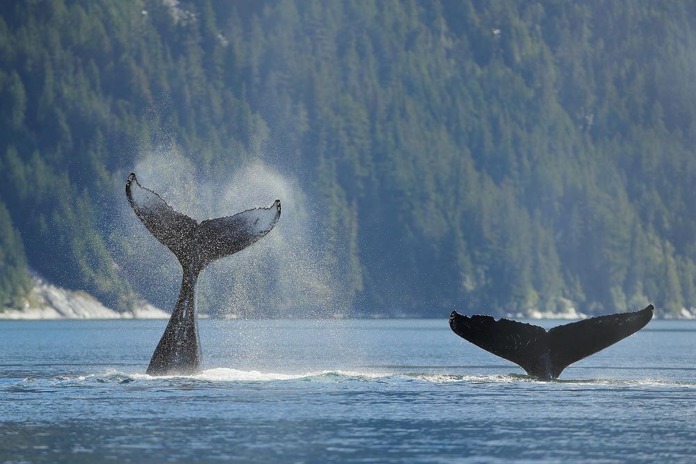 Humpback-whales-flipping-flukes_A3I1442-Gribbell-Island,-British-Columbia,-Canada.jpg