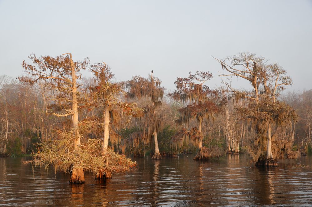 Cypress trees in early morning light_S6A0108-Lake Blue Cypress, FL, USA.jpg