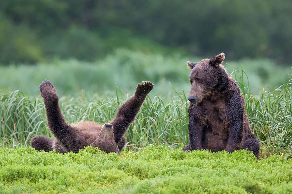 Coastal-brown-bear-cub-playing-on-its-back_B8R1942-Geographic-Harbour,-Katmai-NP,-Alaska.jpg