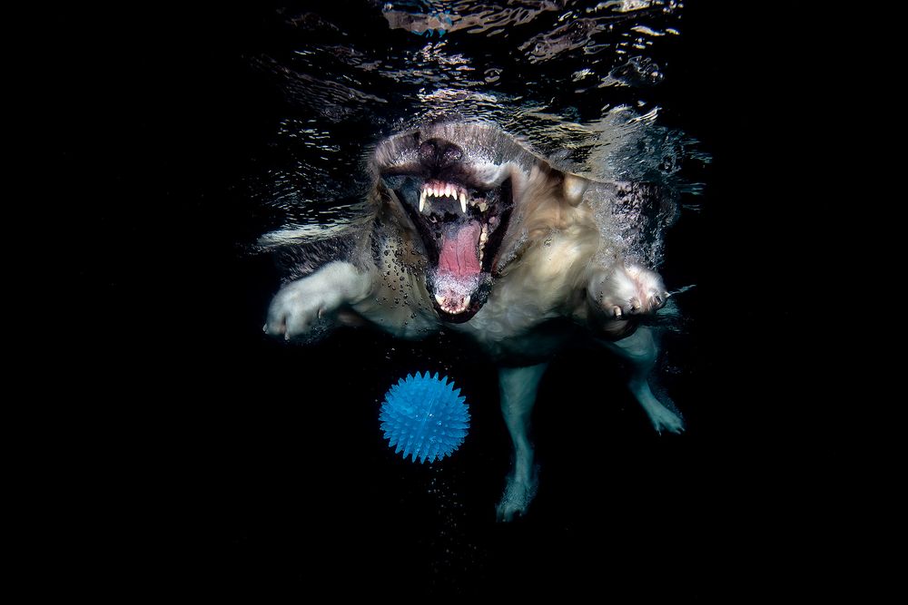 Axl-showing-teeth-underwater_83A0095-Dover,-FL,-USA.jpg