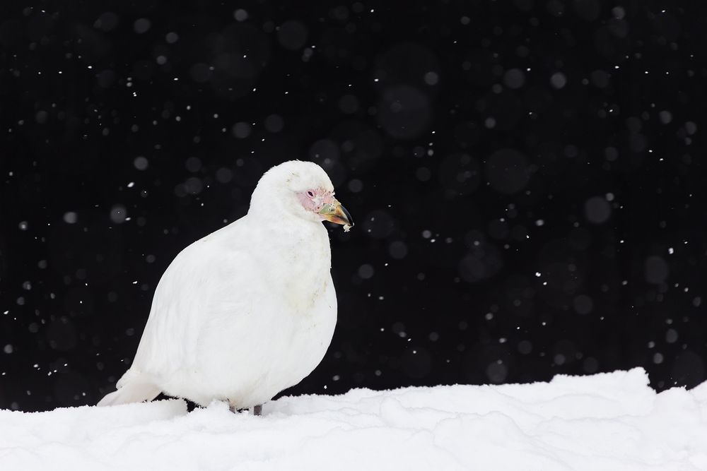 Snowy-Sheatbill-against-black-background-with-snow_E7T7921-Port-Lockroy,-Antarctica.jpg
