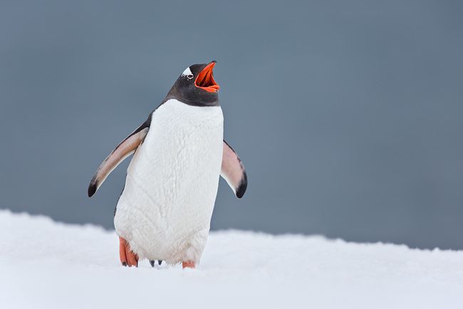 Gentoo-Penguin-walking-and-calling-in-snow-with-dark-blue-bkgd_S6A9848-Yankee-Harbor-South-Shetland-Islands-Antarctica.jpg