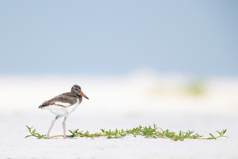 American-oystercatcher-chick-with-green-vegetation_D8A0205-Fort-de-Soto,-FL,-USA.jpg