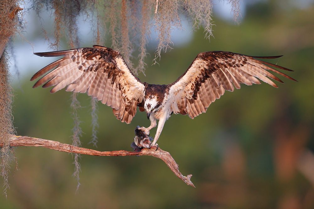 Osprey-with-fish-on-branch_74I7868-Lake-Blue-Cypress,-Florida,-USA.jpg