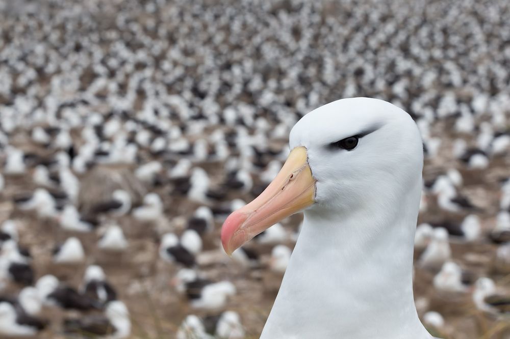 Black-bowed-Albatross-with-colony-in-background_B8R5809-Steeple-Jason,-Falkland-Islands.jpg