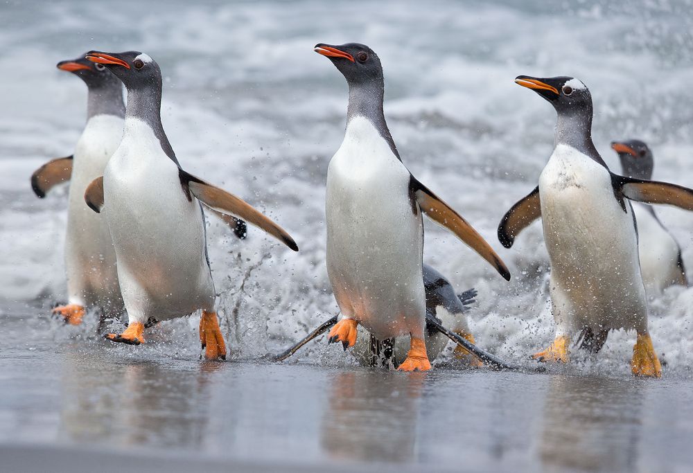 Gentoo-Penguin-group-coming-out-the-water_E7T4344-Sea-Lion-Island,-Falkland-Islands.jpg