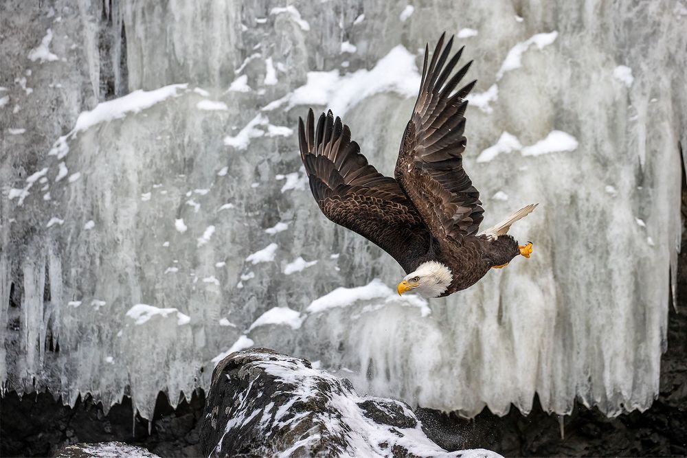 Bald-eagle-flying-by-frozen-ice-waterfall_74I0370-Kachemak-Bay,-Alaska,-USA.jpg