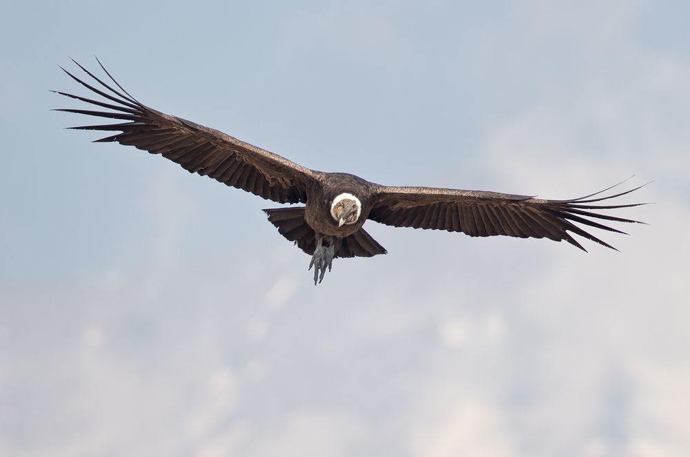 Andean Condor in flight with blie sky_B8R0191.CR2-Farellones, Los Andes, Chile.jpg
