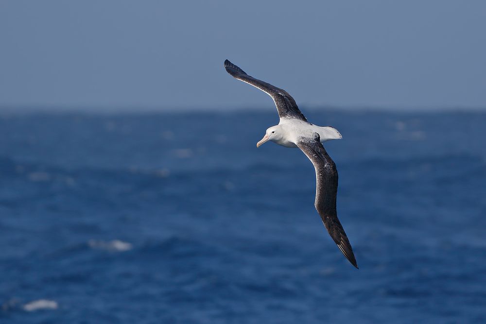 Royal-Abatross-surging-the-waves_44A8720-Scotia-Sea,-Southern-ocean.jpg