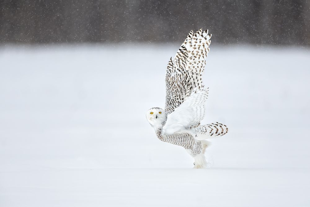 Snowy-owl-lifting-off_F7A6486.jpg