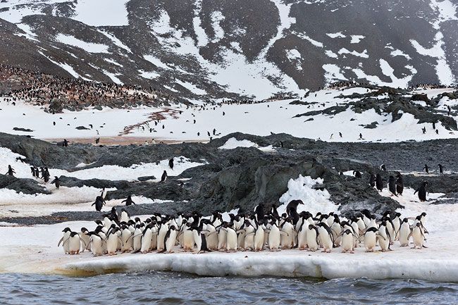 Adelie-Penguins-standing-near-water-edge-with-colony-in-bkgd_E7T5777-Hope-Bay-Antarctica.jpg