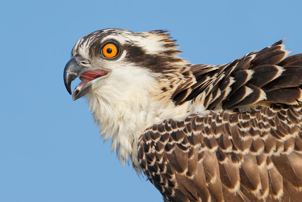 Osprey-chick-against-blue-sky_E7T0879-Lake-Blue-Cypress,-Indian-River-County,-FL,-USA.jpg