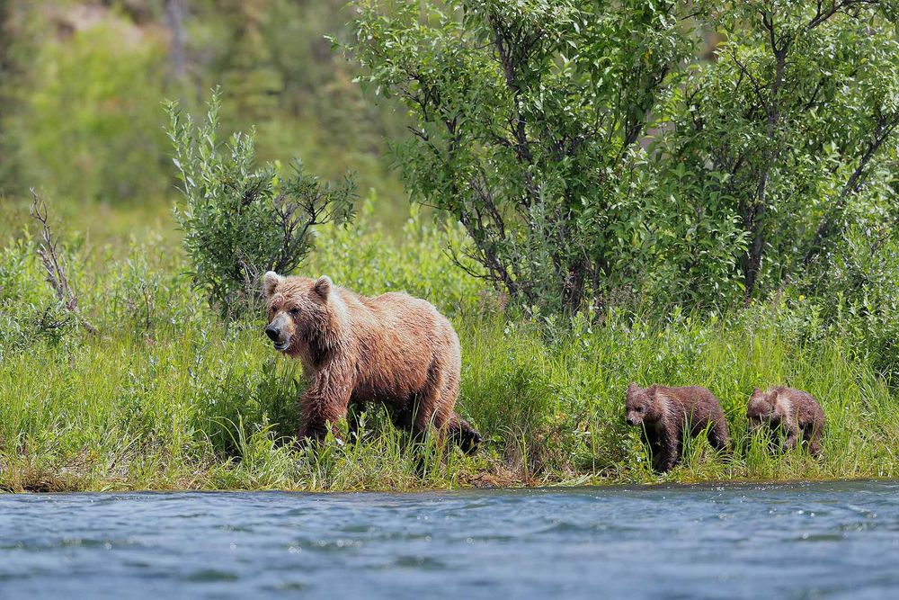 Coastal-brown-bear-sow-and-cubs-waling-along-the-river_A3I7164-Alagnak-River,-Katmai-National-Park-&-Preserve,-AK,-USA.jpg