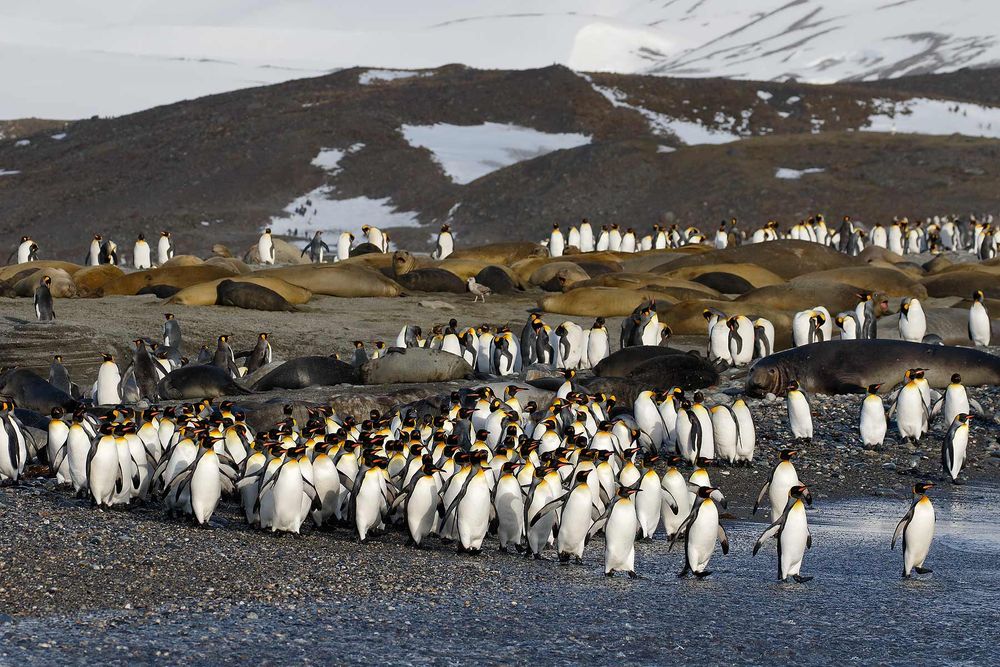 King-penguins-marching-towards-the-water_44A6968-St-Andrews-Bay-entrance,-South-Georgia-Islands,-Southern-ocean.jpg