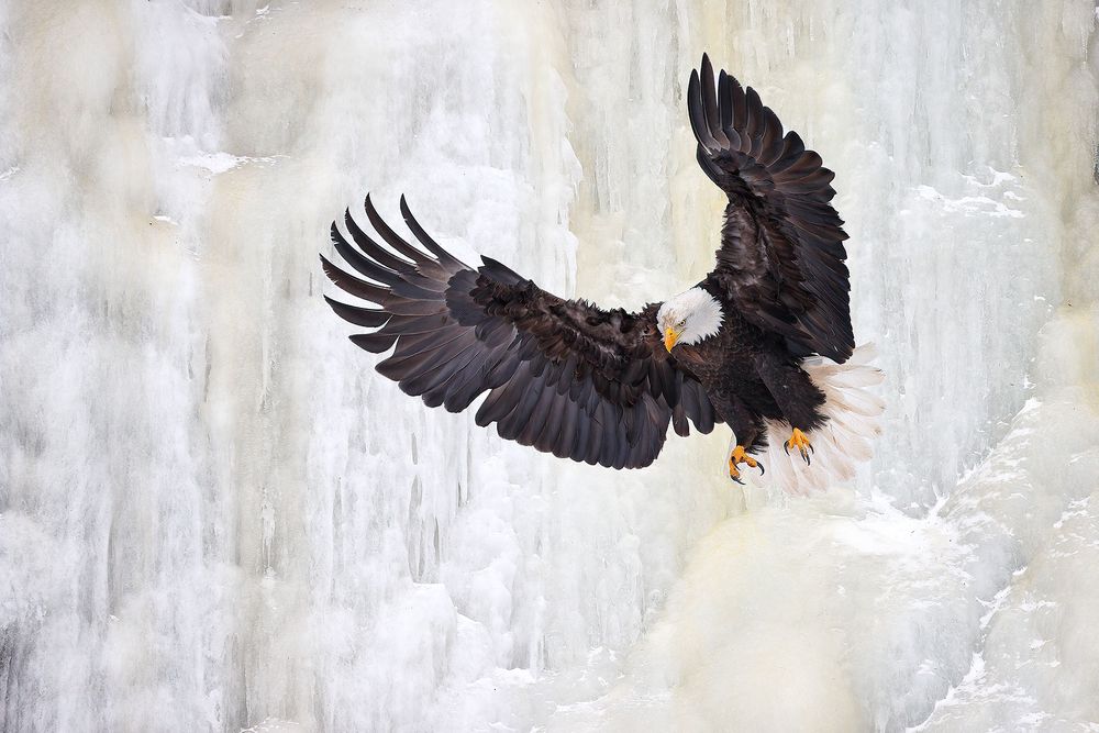 Bald-eagle-dropping-down-ice-waterfall_74I1031-Kachemak-Bay,-Alaska,-USA.jpg