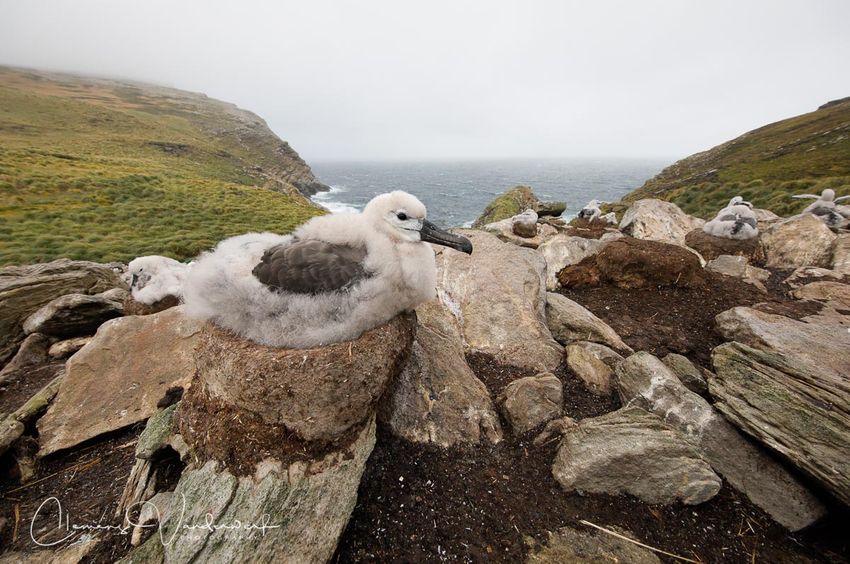 black-browed-albatross-chick-on-the-nest_83a3273-west-point-island-falklands.jpg