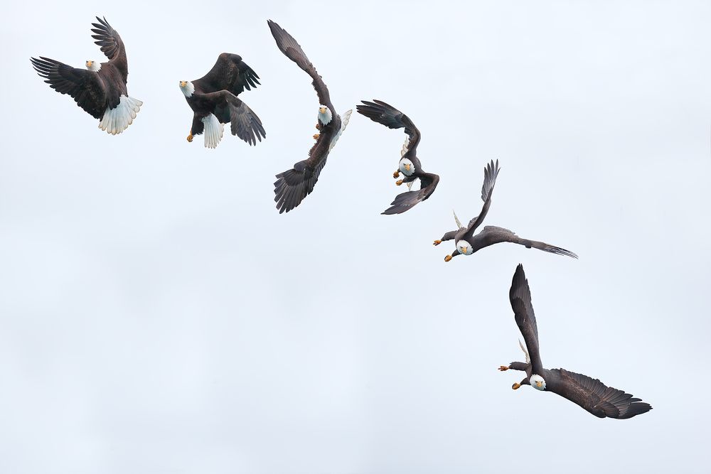Bald-eagle-the-turn_B8R7240-Kachemak-Bay,-Homer,-Alaska,-USA.jpg