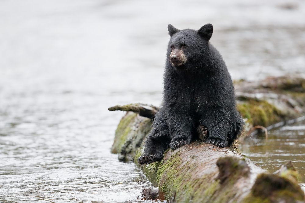 Black-bear-sitting-on-a-log-in-the-river_A3I9985-Gribbell-Island,-British-Columbia,-Canada.jpg