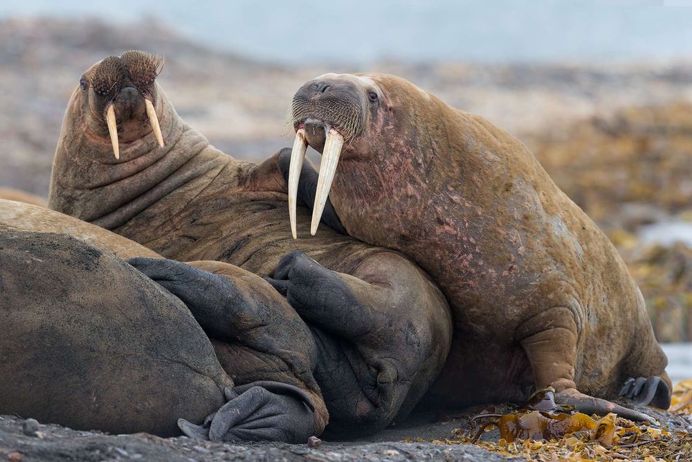 Walrusses-on-top-of-each-other_E7T4452-Lagoya,-Svalbard,-Arctic.jpg