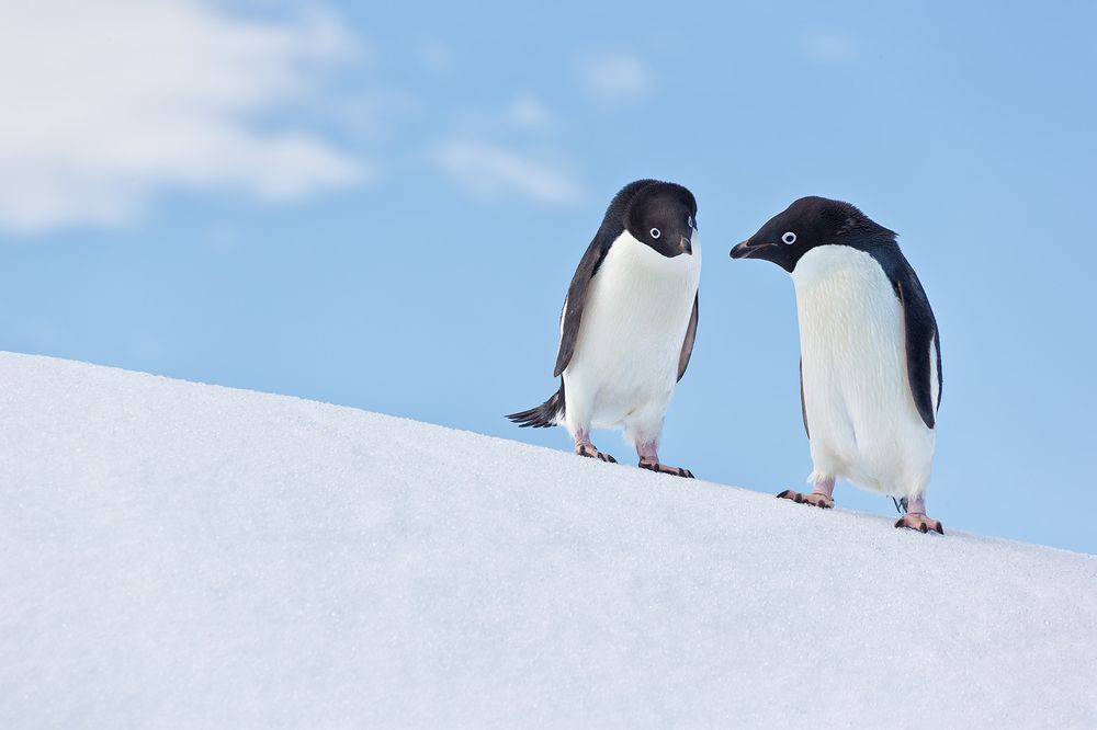 Adelie-Penguins-having-a-conversation-on-ice_E7T1608-Detaille-lsland,-Antarctica.jpg