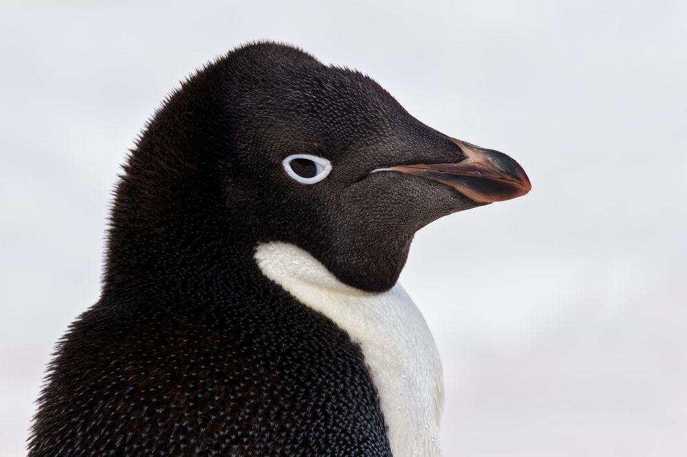 Adelie-Penguin-head-portrait-against-white-snow_E7T4796-Brown-Bluff,-Antarctica.jpg