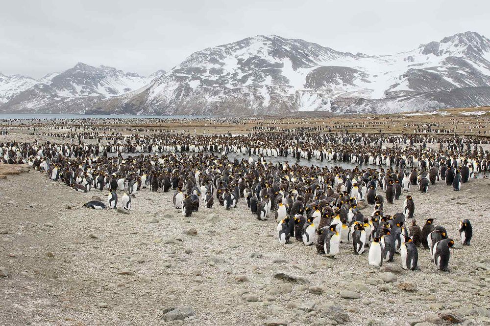 King-penguins-gathered-together_44A7323-St-Andrews-Bay-entrance,-South-Georgia-Islands,-Southern-ocean.jpg