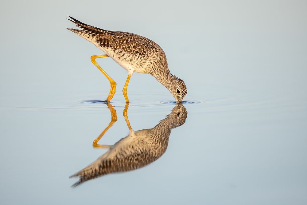 Lesser-Yellowlegs-feeding-reflection_F7A5462-Fort-de-Soto,-Tierra-Verde,-FL.jpg