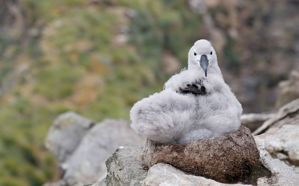 Black browed albatros on the nest_A3I3310-West Point Island, Falklands.jpg