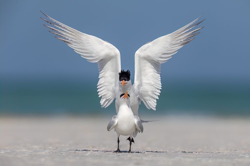Royal-terns-mating-angel-wings_F7A1625-Fort-de-Soto,-Tierra-Verde,-FL.jpg