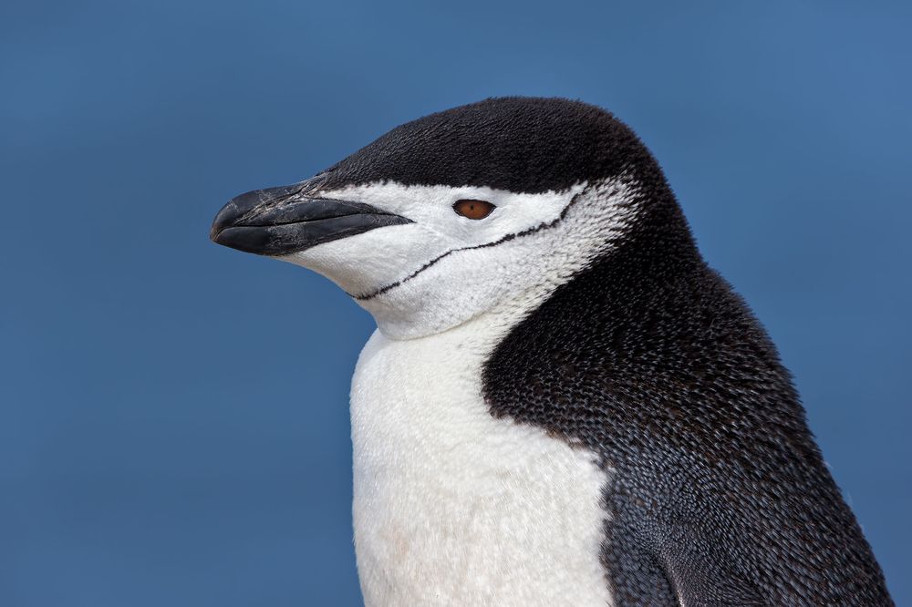 Chinstrap-Penguin-head-portrait-against-blue-ocean-bkgd_E7T4449-Bailey-Head,-Deception-Island,-Antarctica.jpg