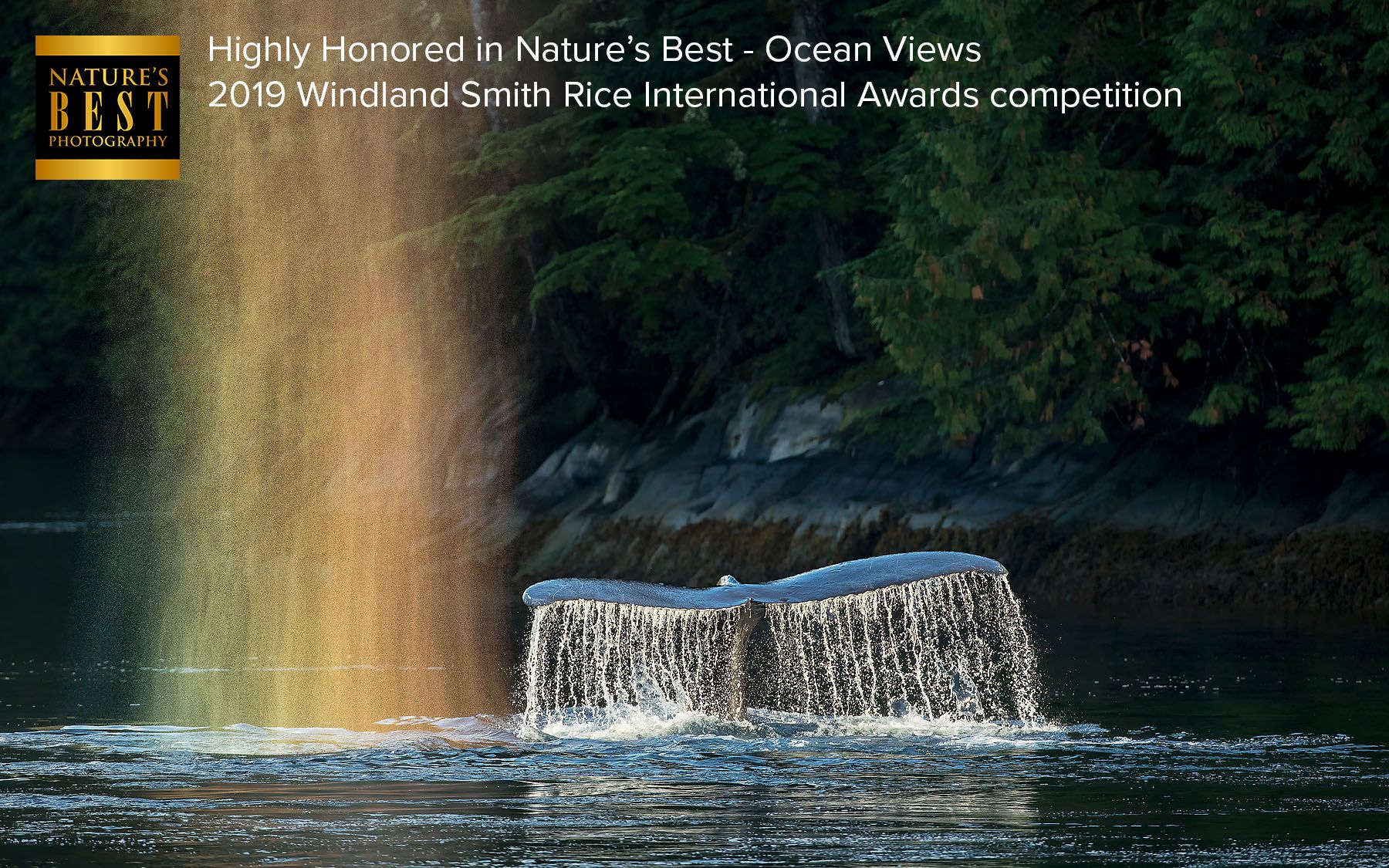 Rainbow whale fluke and spray