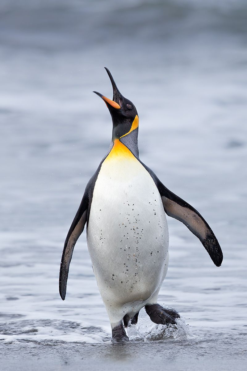 King-Penguin-head-up-coming-out-of-water_B8R3474-Salisbury-Plain,-South-Georgia-Islands.jpg