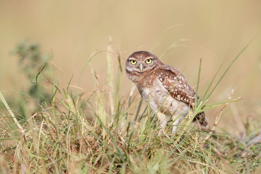 Burrowing owl looking curious_A3I0577-Boca Raton Airport, FL, USA.jpg
