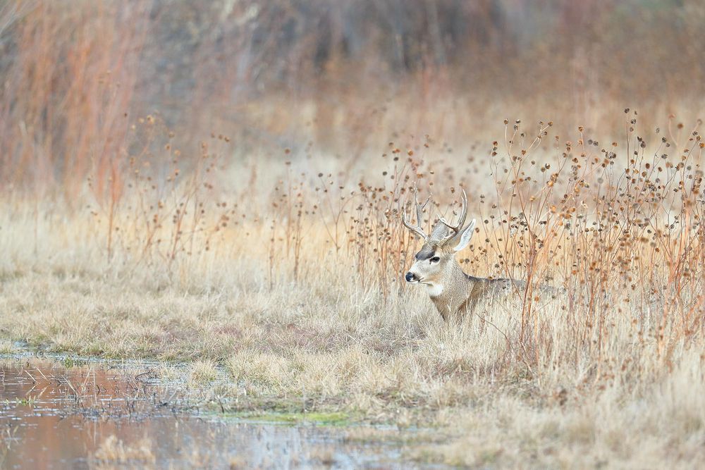 Mule-deer-hiding-near-water_E7T4332-Bosque-del-Apache-NWR,-San-Antonio,-NM,-USA.jpg