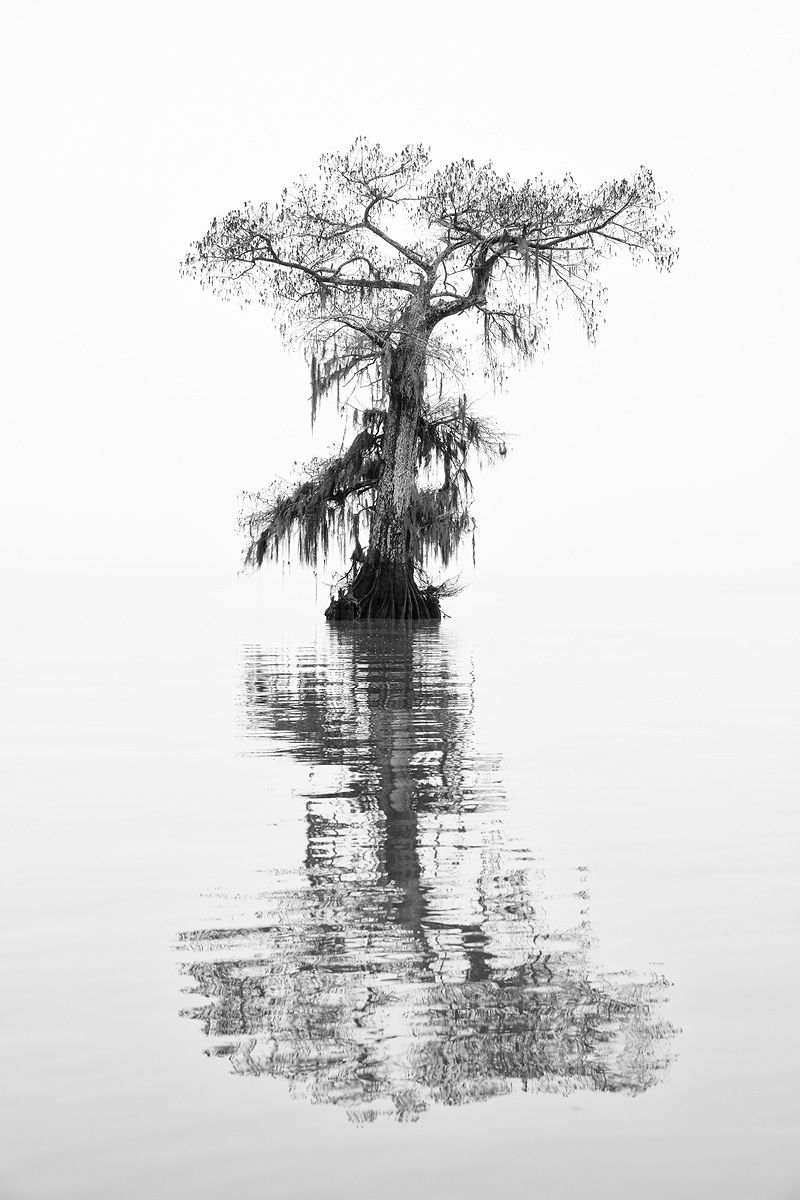 Cypress tree silhouette vertical_B&W_E4A0349-Lake Fausse Point, Atchafalaya Basin, LA, USA.jpg