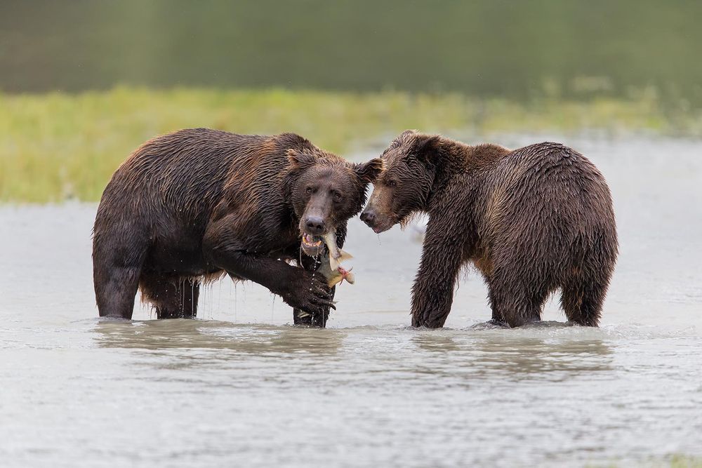 Coastal-brown-bears-eating-fish_B8R3143-Geographic-Harbour,-Katmai-NP,-Alaska.jpg