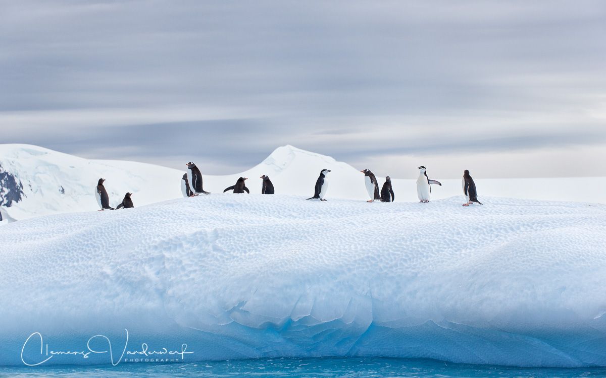 gentoo-and-chinstrap-penguins-on-ice-with-blue-water_e7t0339-cierva-cove-antarctica.jpg