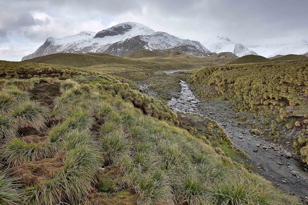 Tussack-grass-landscape_S6A0784-Undine-Harbour,-South-Georgia-Islands,-Southern-ocean.jpg
