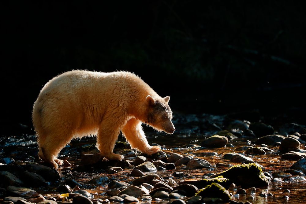 Spirit-bear-with-backlight-on-the-river_E7T4906-Gribbell-Island,-British-Columbia,-Canada.jpg