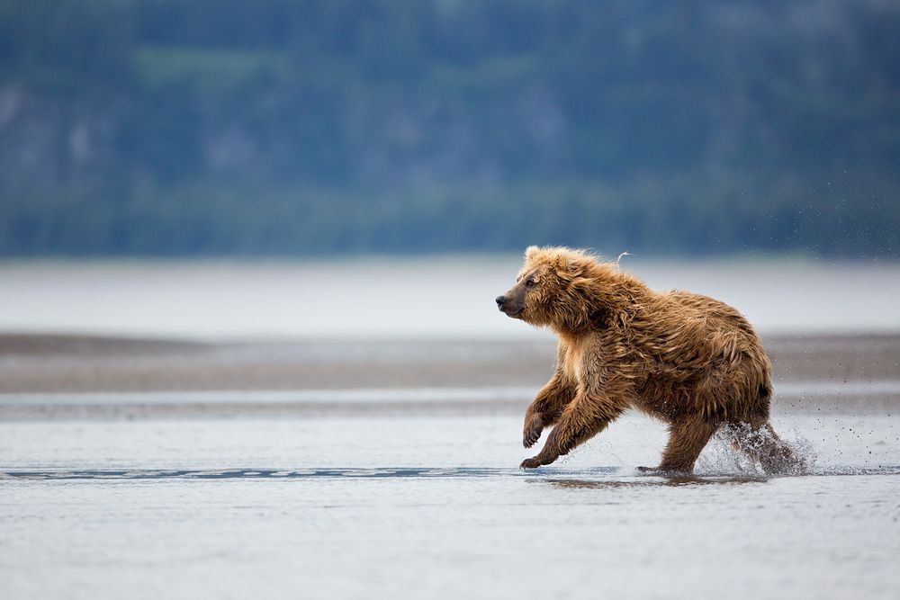 Coastal Brown Bear running through tidal flats_W7C8197-Hallo Bay, Katmai NP, AK.jpg