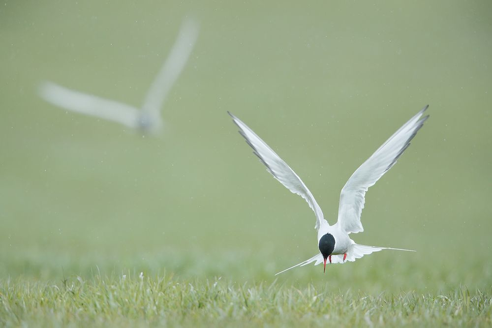 Artic-terns-diving-into-grass_A3I4654-Latrabjarg-hotel,-West-Iceland.jpg